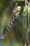 image of dragonfly