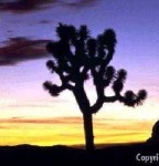 image of joshua_tree