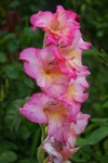 image of flower