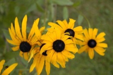 image of flower