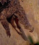 image of animal