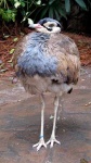 image of bustard