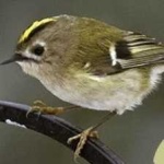 image of bird