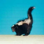 image of skunk