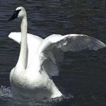 image of bird