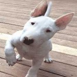 image of bull_terrier #14