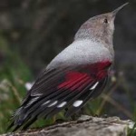 image of bird