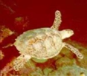 image of hawksbill