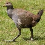 image of bird