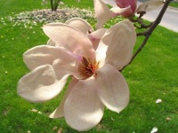 image of magnolia #0