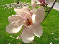 image of magnolia