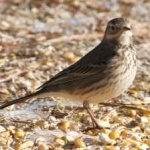 image of american_pipit #15