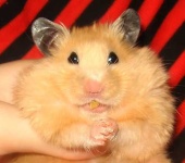 image of hamster