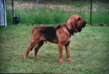 image of bloodhound