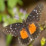 image of animal