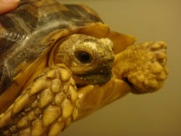 image of animal