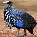 image of bird
