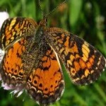image of animal