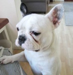 image of french_bulldog #15