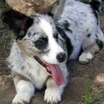 image of animal