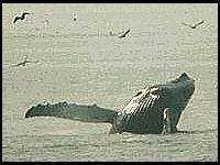 image of grey_whale