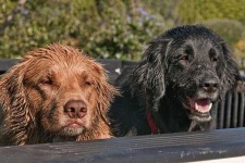 image of flat_coated_retriever