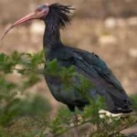 image of northern_bald_ibis #8