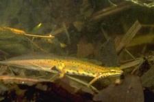 image of common_newt #32