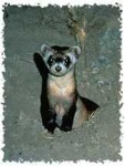 image of black_footed_ferret