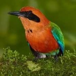 image of bird