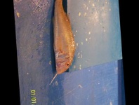 image of striped_red_mullet #2