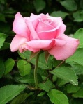 image of rose #1