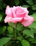 image of flower