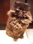 image of persian_cat #7