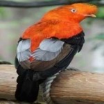 image of bird