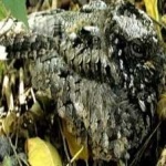 image of bird