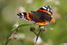 image of admiral