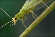 image of lacewing