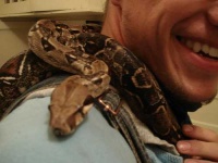 image of boa_constrictor #15