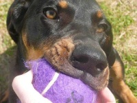 image of black_and_tan_coonhound