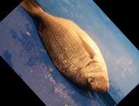 image of fish