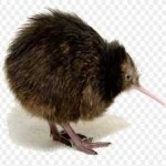 image of bird_kiwi #135