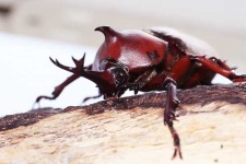 image of rhinoceros_beetle #7