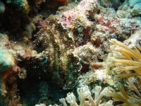 image of flatworm