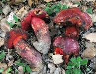 image of mushrooms