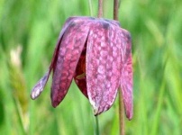 image of fritillary #25