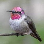 image of bird