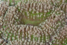 image of coral #3