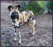 image of african_hunting_dog