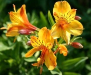 image of flower